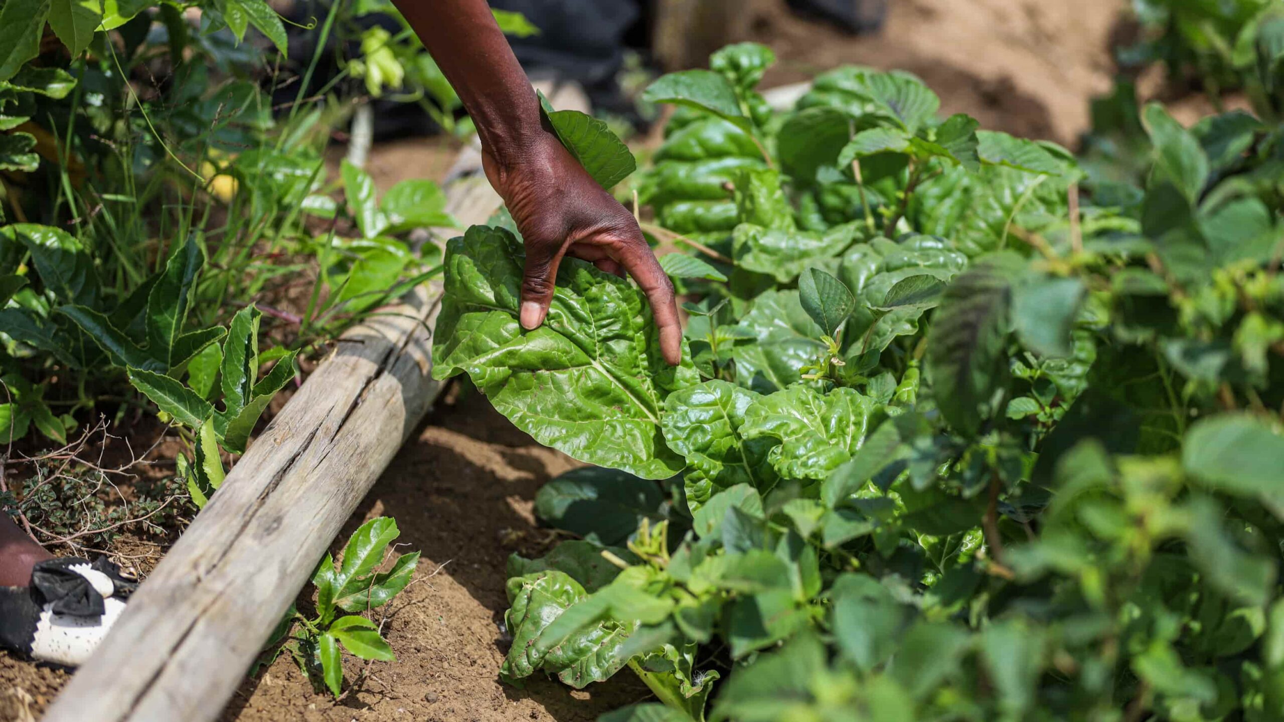 Jardin potager