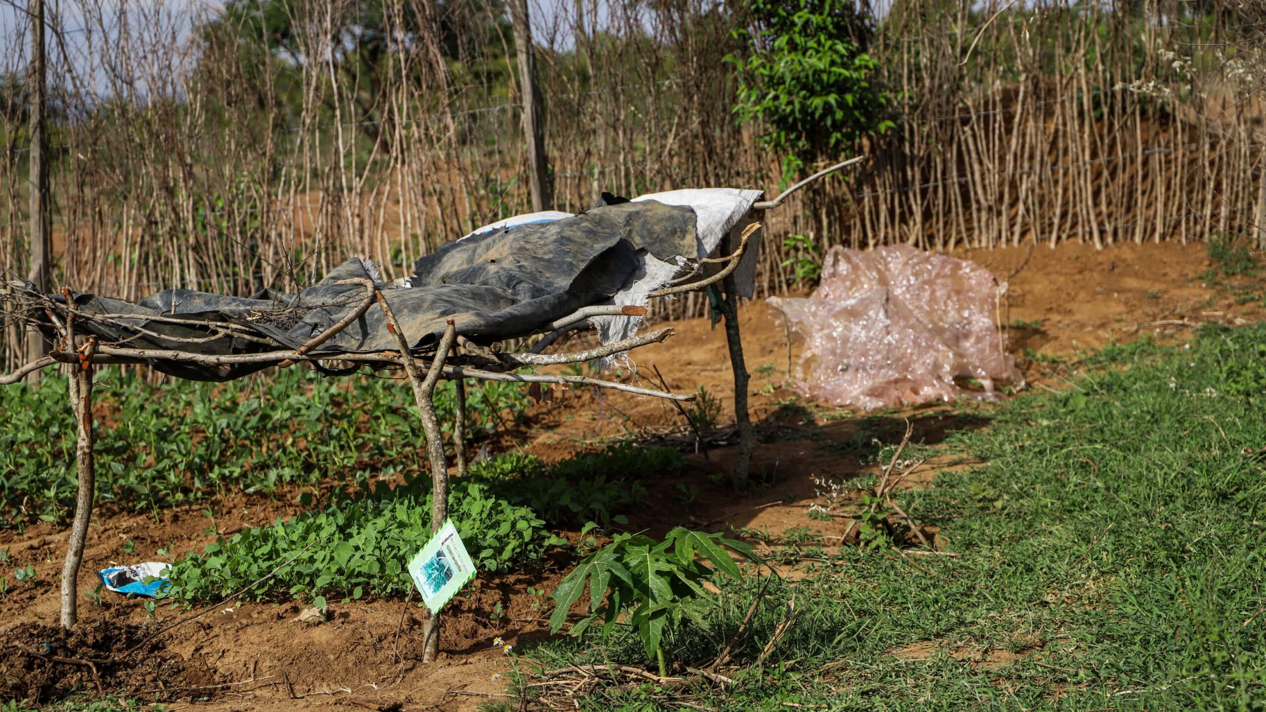 Jardin potager