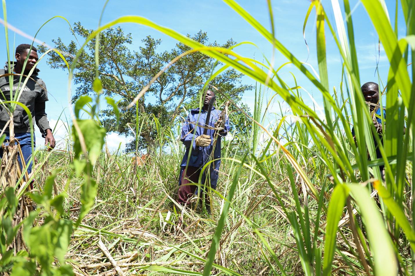 Sugarcane cutters at work